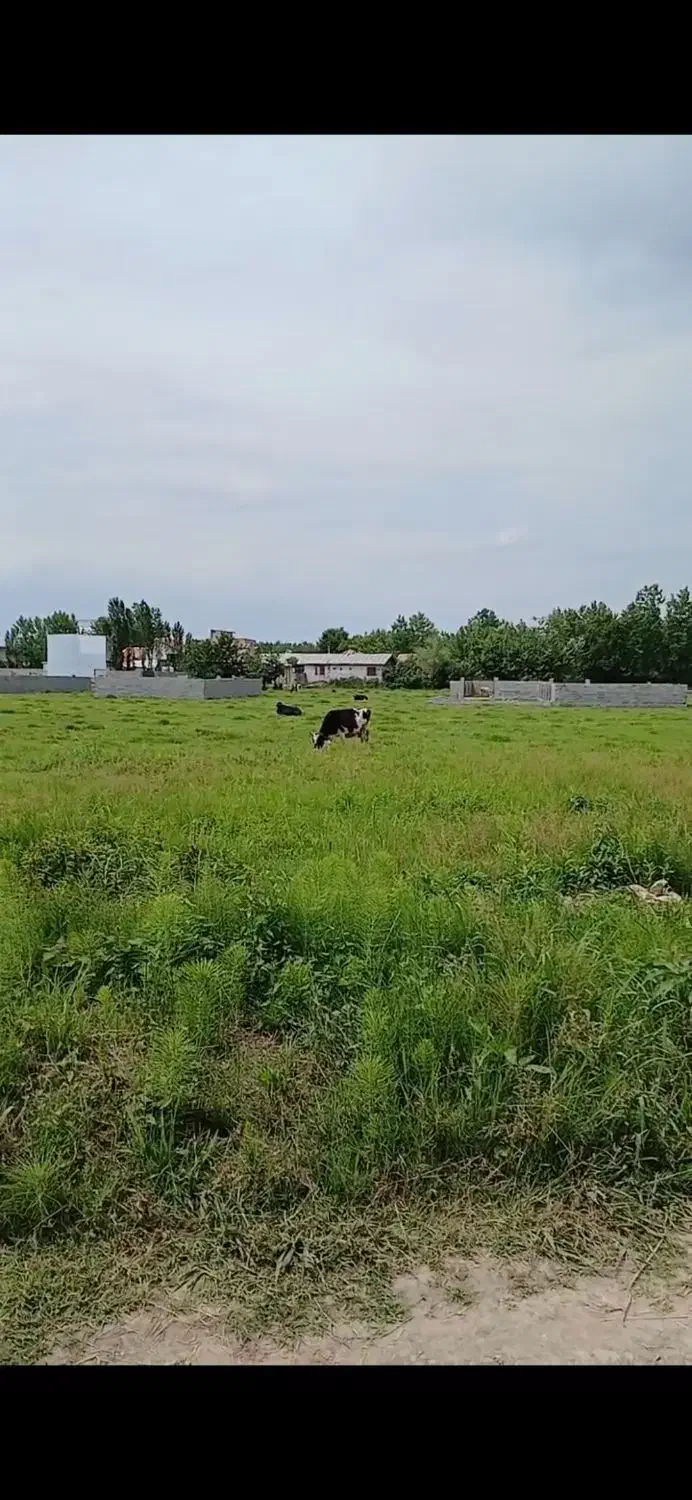 فروش و معاوضه زمین مسکونی / شهر لولمان|فروش زمین و ملک کلنگی|لولمان, |دیوار