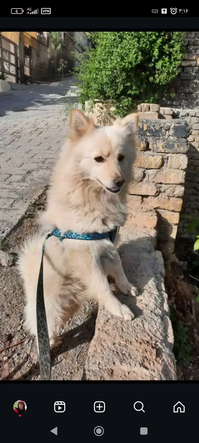 گمشده|حیوانات|اراک, |دیوار