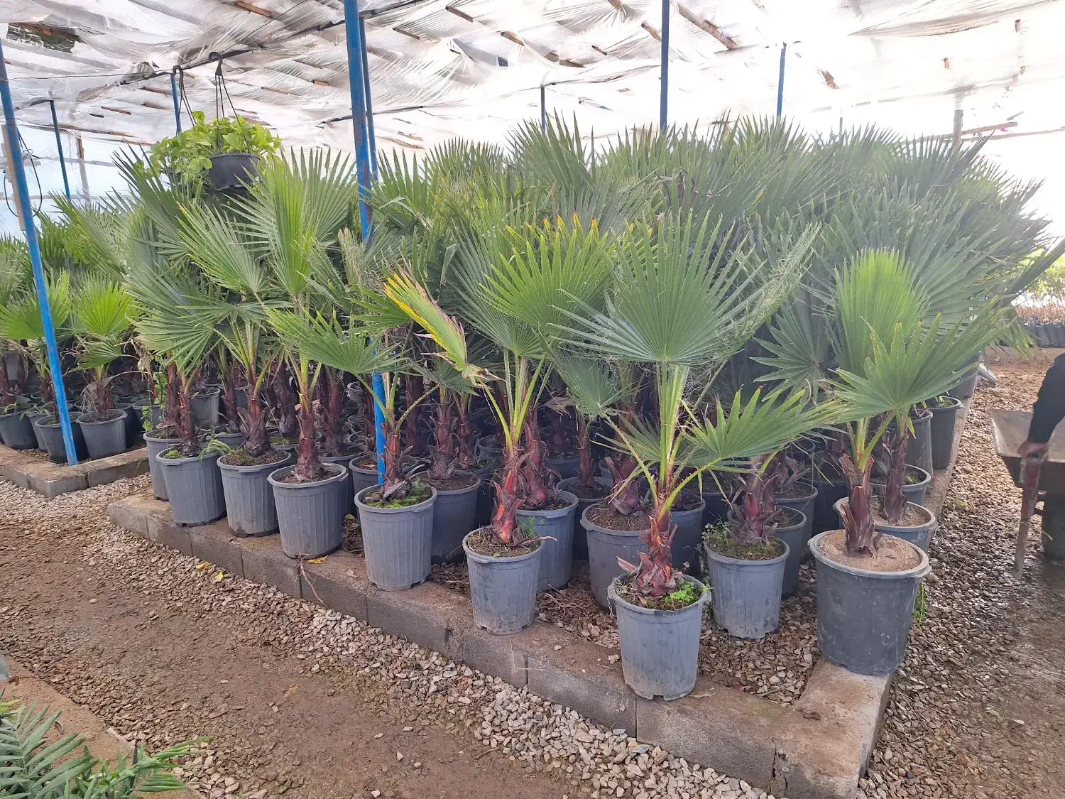 پالم تنه دار گلدان باغ باغچه|خدمات باغبانی و درختکاری|شاهینشهر, شهرک سایت|دیوار