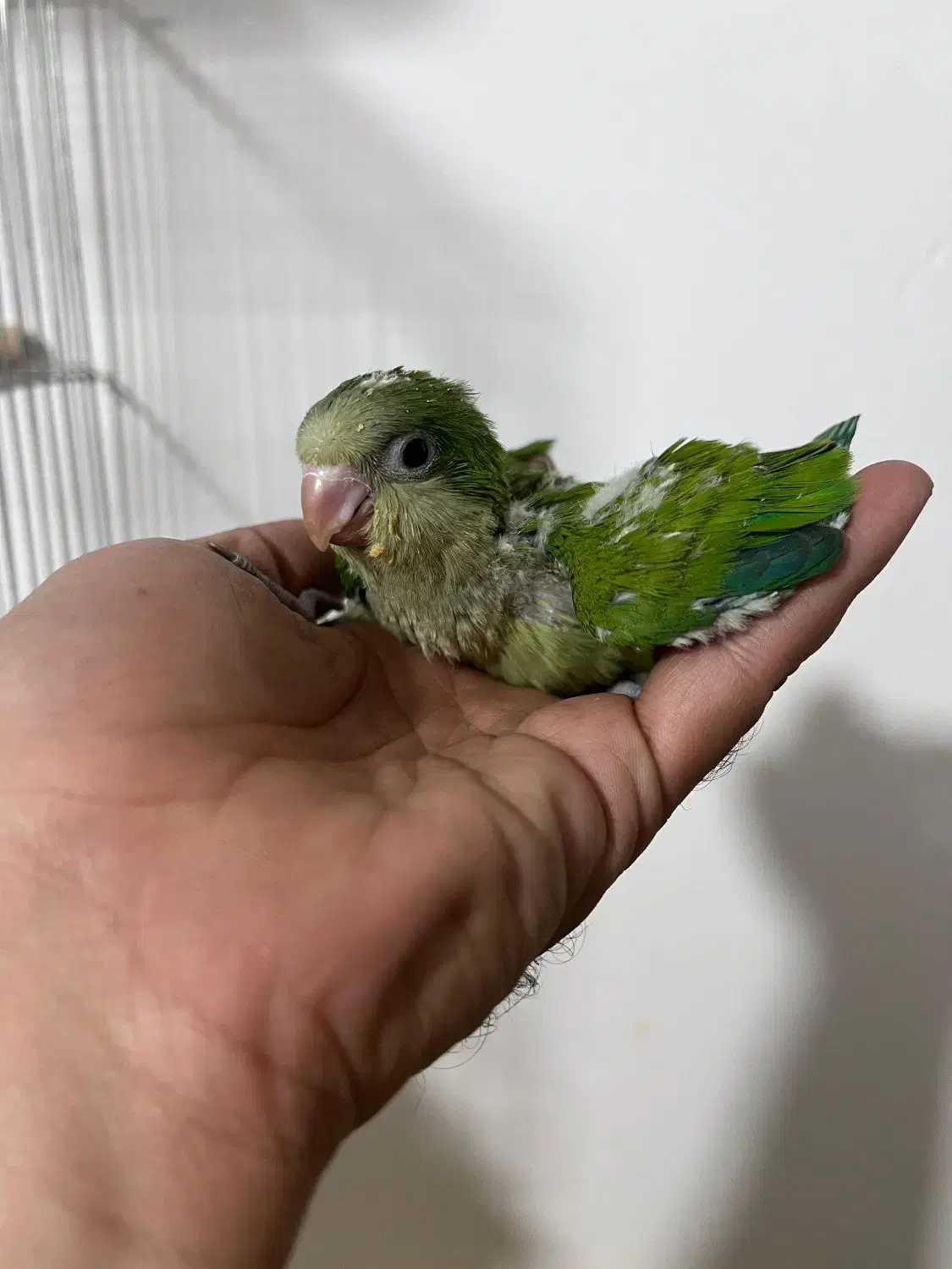 ملنگو رنگی خورشیدی راهب گرینچیک عروس|پرنده|شیراز, شهرک گلها|دیوار