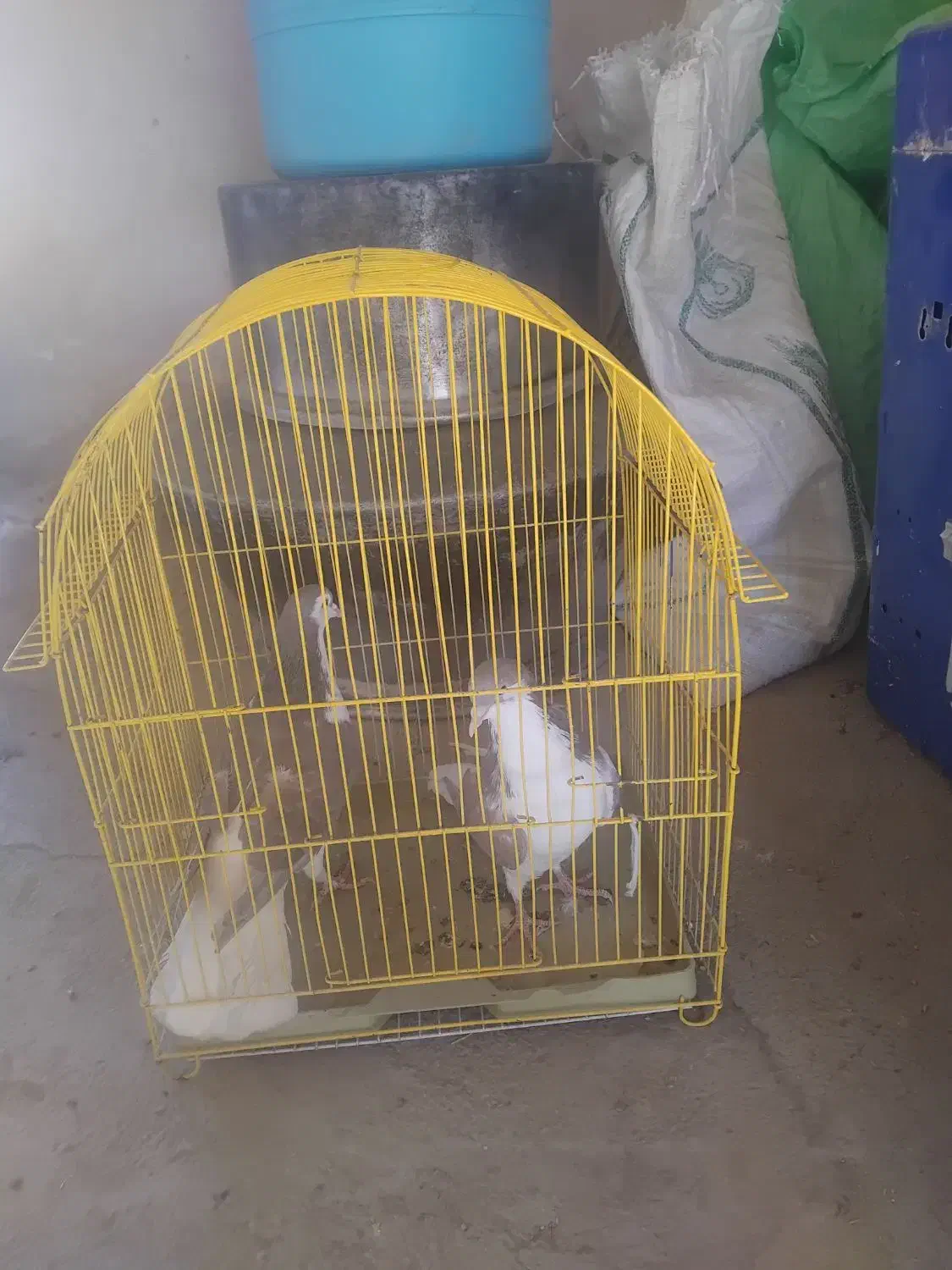 پرشی ۶ عدد|پرنده|اسفراین, |دیوار