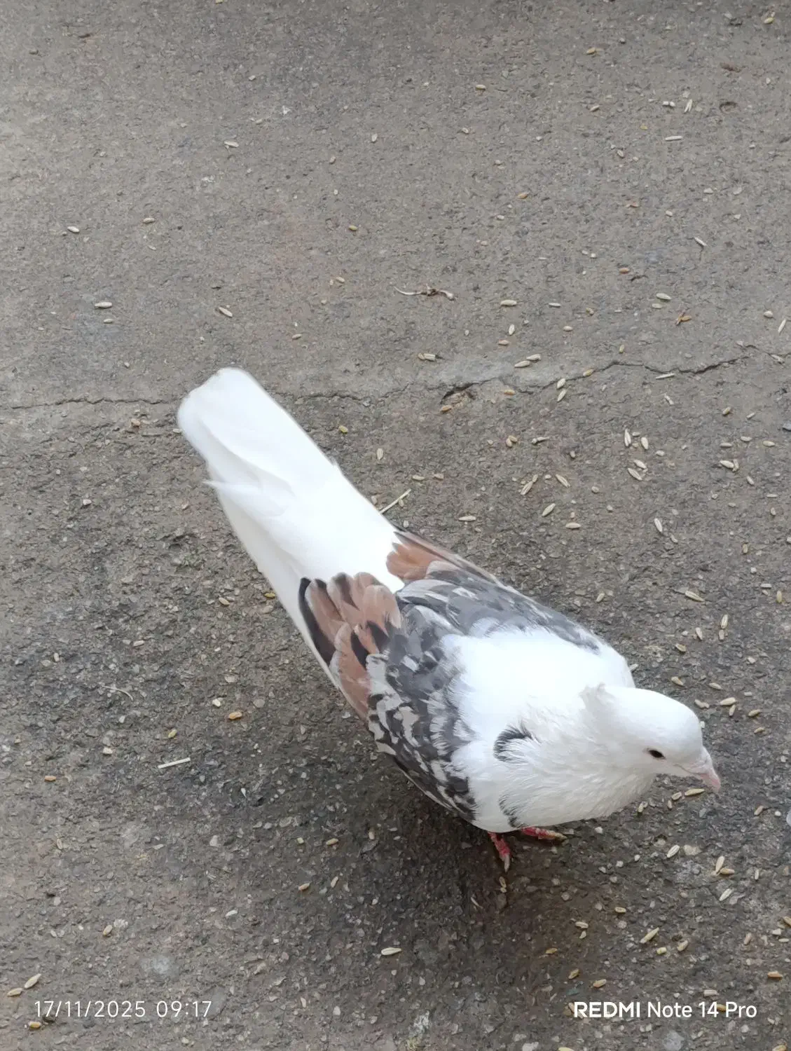 کبوتر|پرنده|چگنی, |دیوار