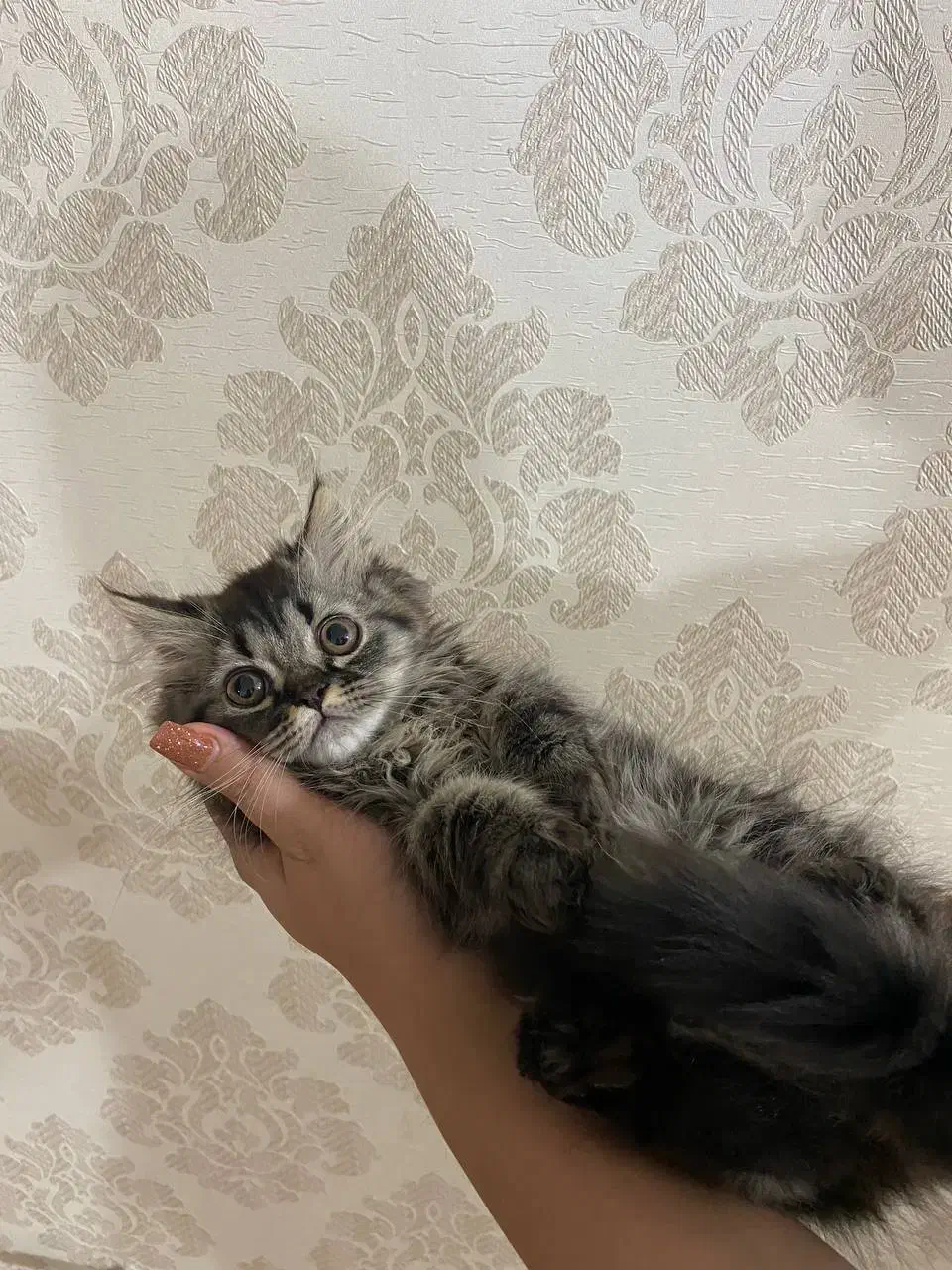 بچه گربه پرشین|گربه|ارومیه, |دیوار