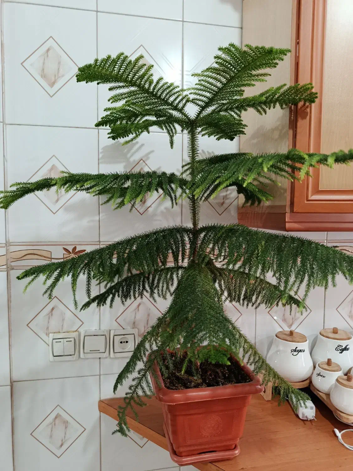 کاج مطبق|گل و گیاه طبیعی|دهگلان, |دیوار