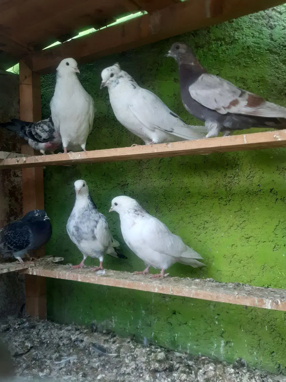 جوجه کفتر گرو|پرنده|ماهدشت, |دیوار