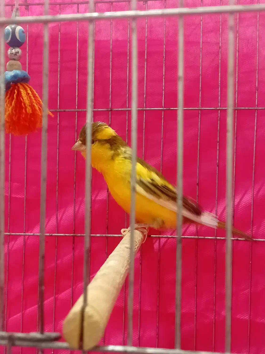 قناری زرد نر|پرنده|مبارکه, |دیوار