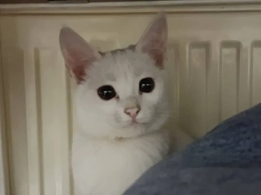 گربه خانگی|گربه|یزد, |دیوار