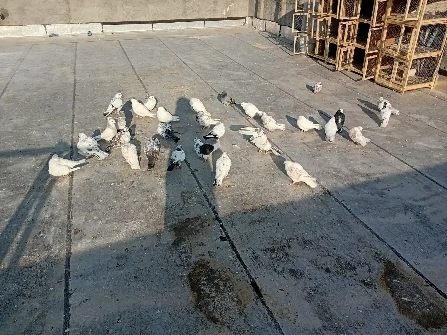 فروشی|پرنده|مشگین شهر, |دیوار