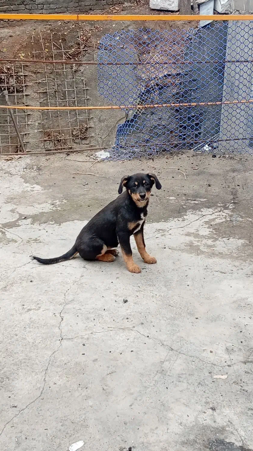 میکس دوبرمن. ماده،۴ماهه|سگ|تهران, زعفرانیه|دیوار