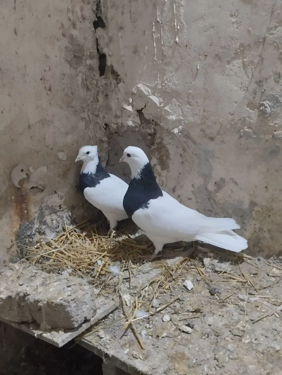 کبوتر|پرنده|تربتحیدریه, طالقانی|دیوار