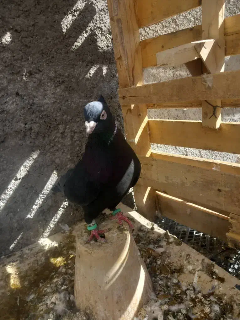 کفتر سیاه ابادانی نر|پرنده|مرودشت, رودبال|دیوار