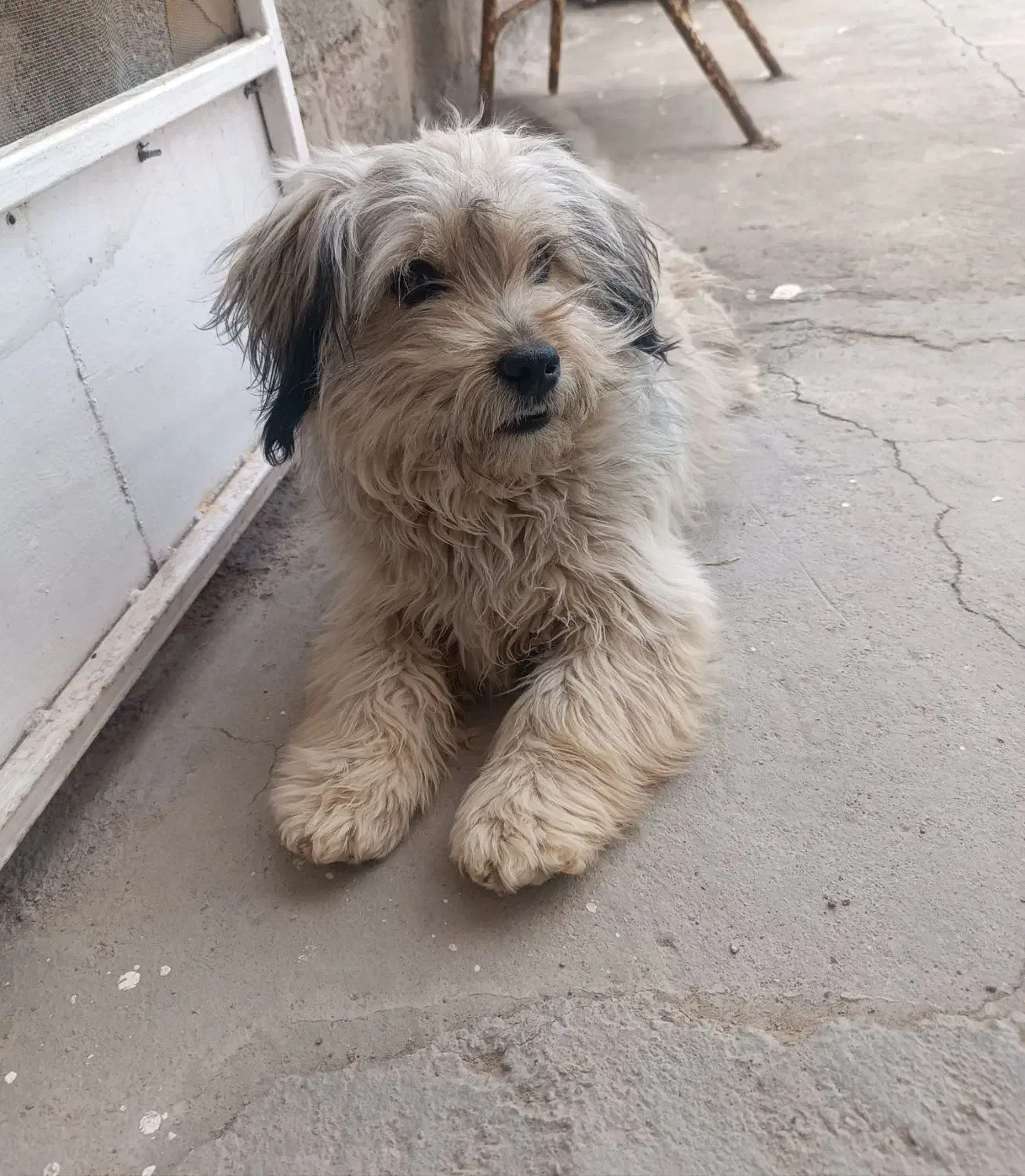 سگ شیتزو|سگ|زرند, |دیوار