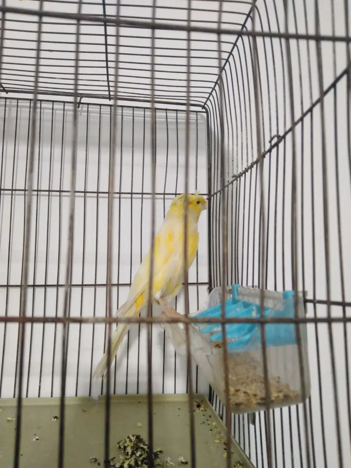 قناری ماده هیکلی تک رنگ|پرنده|شیراز, سهل‌آباد|دیوار