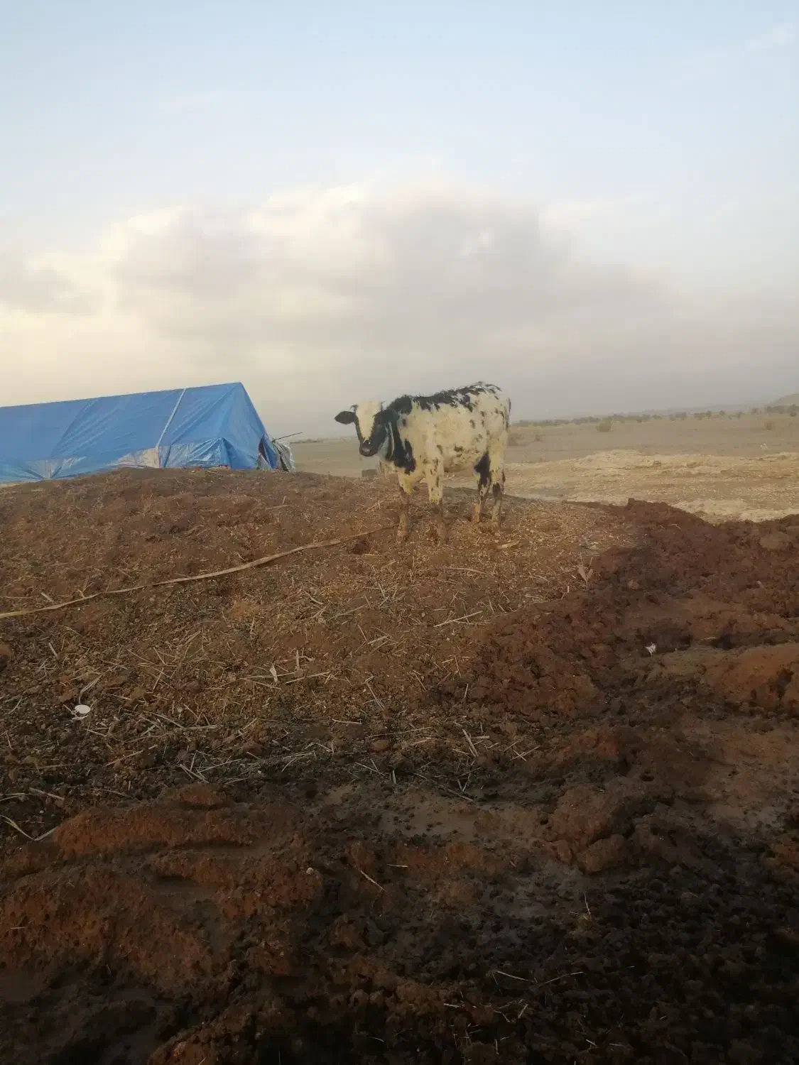 گاو با گوساله|حیوانات مزرعه|فراشبند, |دیوار