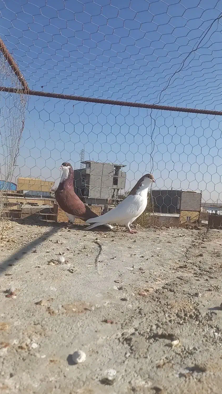 کبوتر کفتر خوشرنگ سرخ وشسطی زرد|پرنده|شال, |دیوار