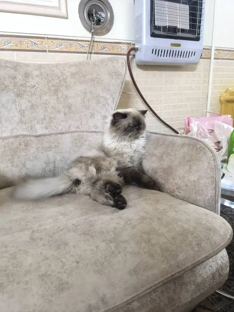 واگذاری گربه پرشین بسیار خوشرنگ|گربه|زاهدان, |دیوار