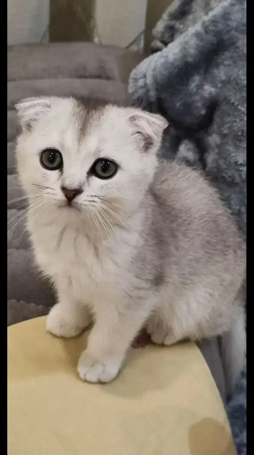 اسکاتیش بریتیش ماده|گربه|گرگان, |دیوار