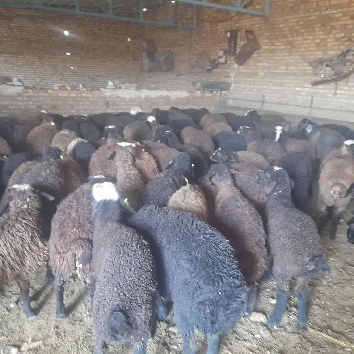 بره نر|حیوانات مزرعه|خرمدشت, |دیوار