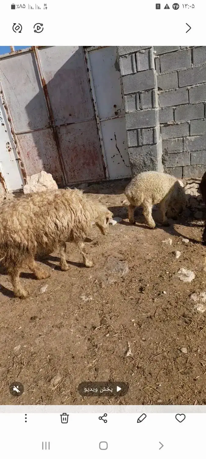 فروش میش|حیوانات مزرعه|ششده و قره بلاغ, |دیوار