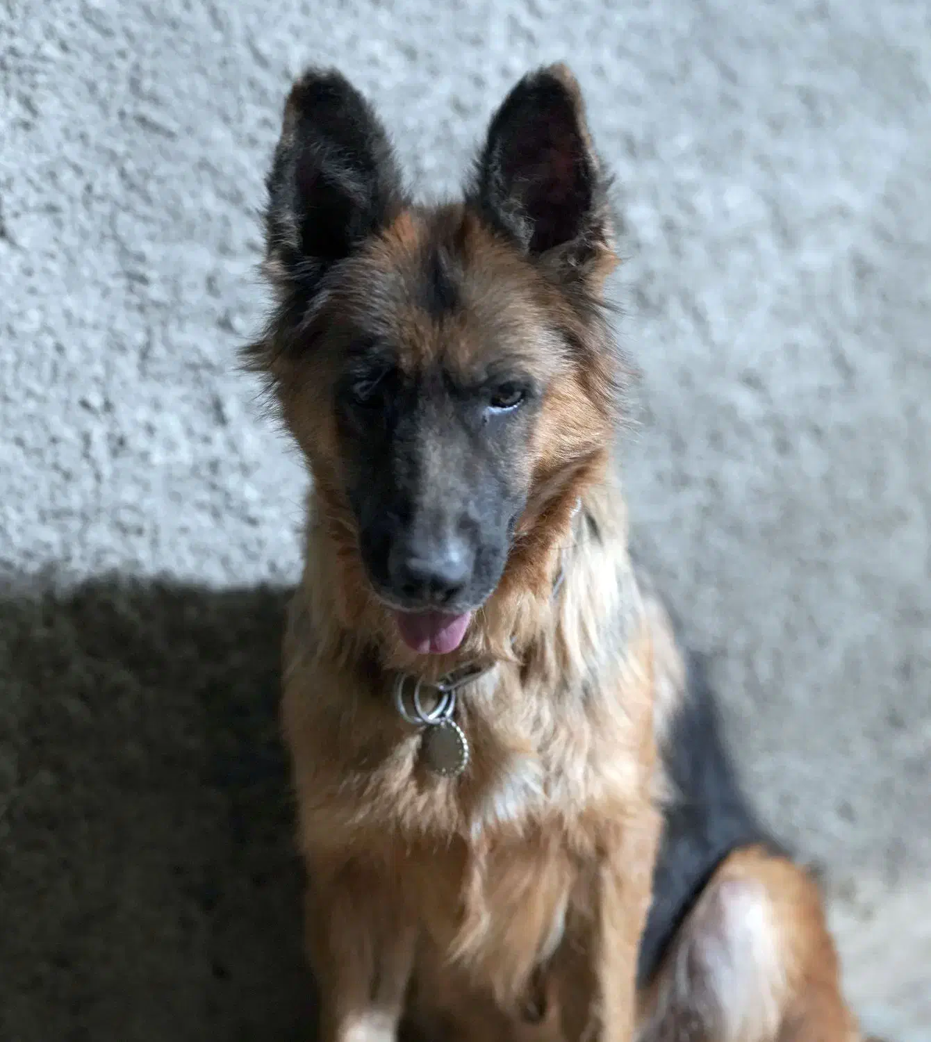 دو عدد ژرمن شولاین موبلند بلک و دورنگ|سگ|صحنه, |دیوار