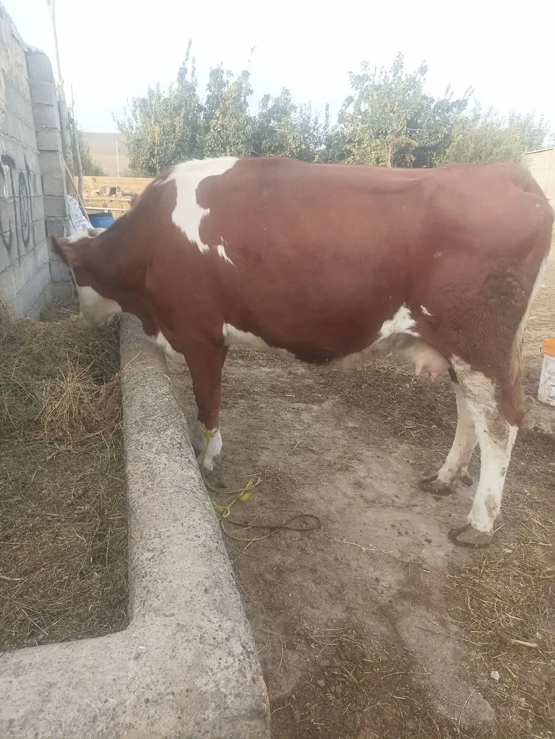 گاو سمینتال شرابی آبستن|حیوانات مزرعه|اصلاندوز, |دیوار