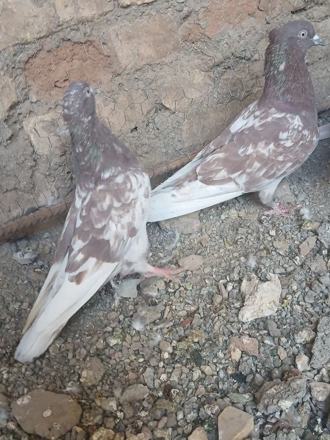 کفتر کله پرشی|پرنده|تربتحیدریه, بی بی حسنیه|دیوار