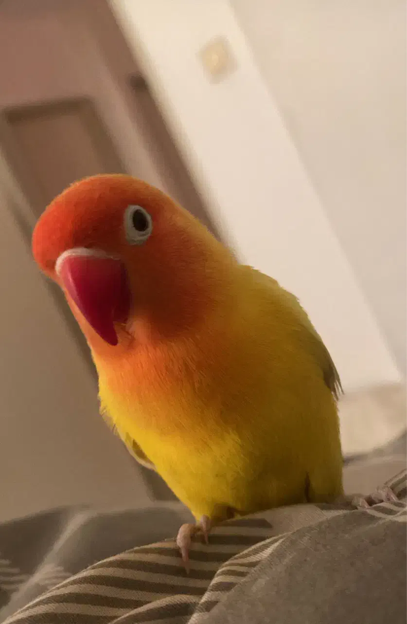 طوطی برزیلی|پرنده|تهران, سوهانک|دیوار