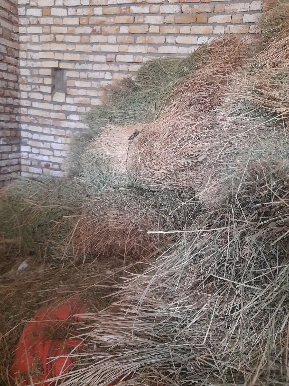 علف(یونجه)|حیوانات مزرعه|ایجرود, |دیوار