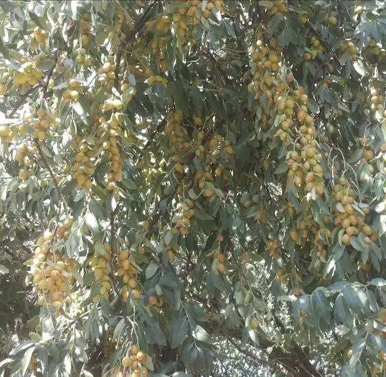 بلوط اتریپلکس درخت همیشه سبز گل طاووسی نهال سنجد|گل و گیاه طبیعی|تهران, کامرانیه|دیوار