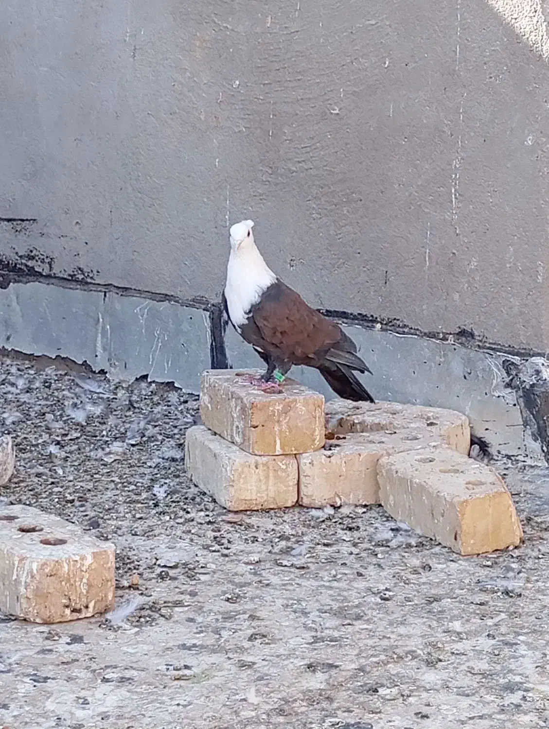 کلاغ کاکلی|پرنده|تربتحیدریه, مظفریه|دیوار