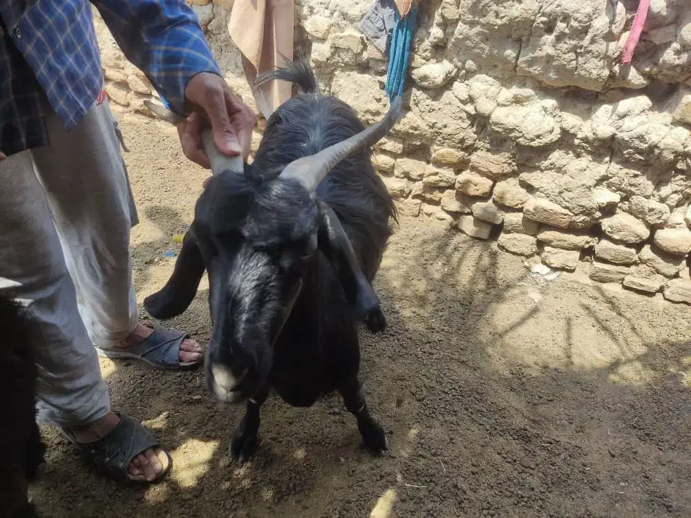 یک راس بز ماده|حیوانات مزرعه|هامون, |دیوار