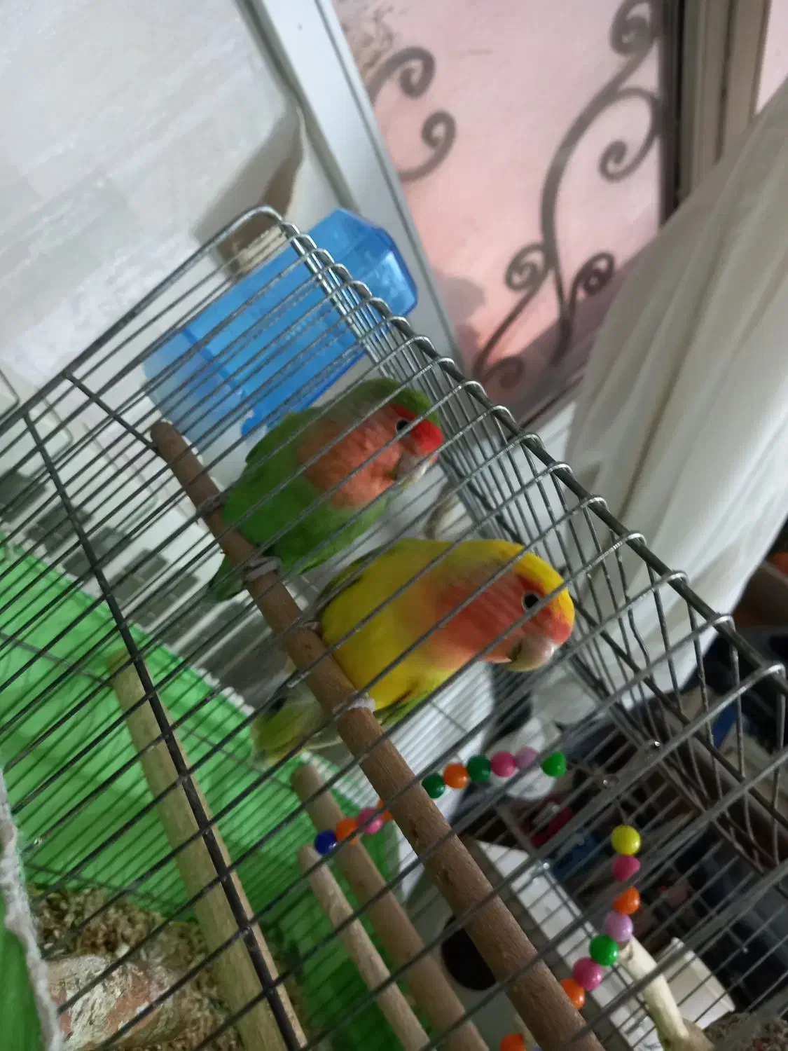 یک جفت کوتوله مولد کار داده|پرنده|قم, میرزائیه|دیوار