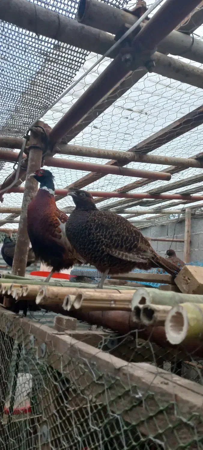 خروس آمریکایی وپاکستانی|حیوانات مزرعه|احمدسرگوراب, |دیوار