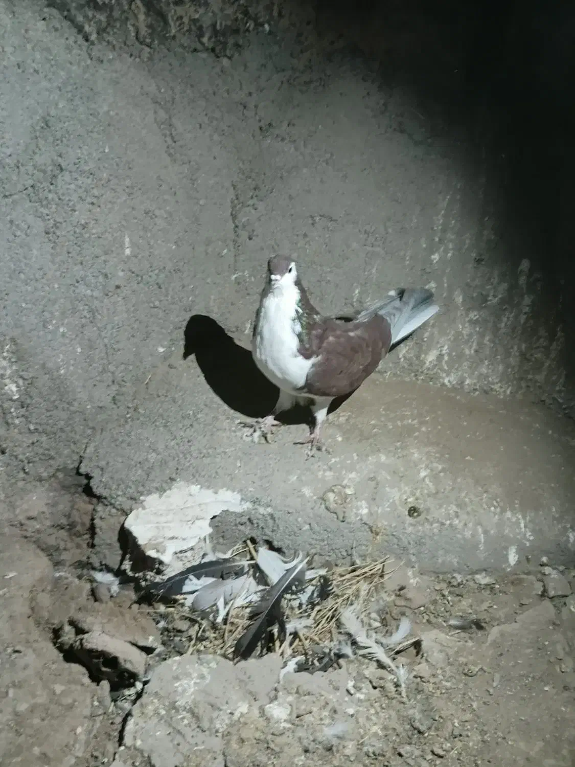 کفتر کبوتر|پرنده|مشهد, کشف|دیوار