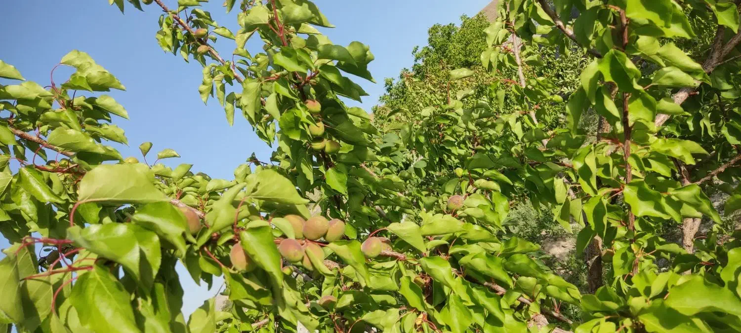 باغ ۷۳۰ متر در اسکو اسفنجان|فروش خانه و ویلا|اسکو, |دیوار