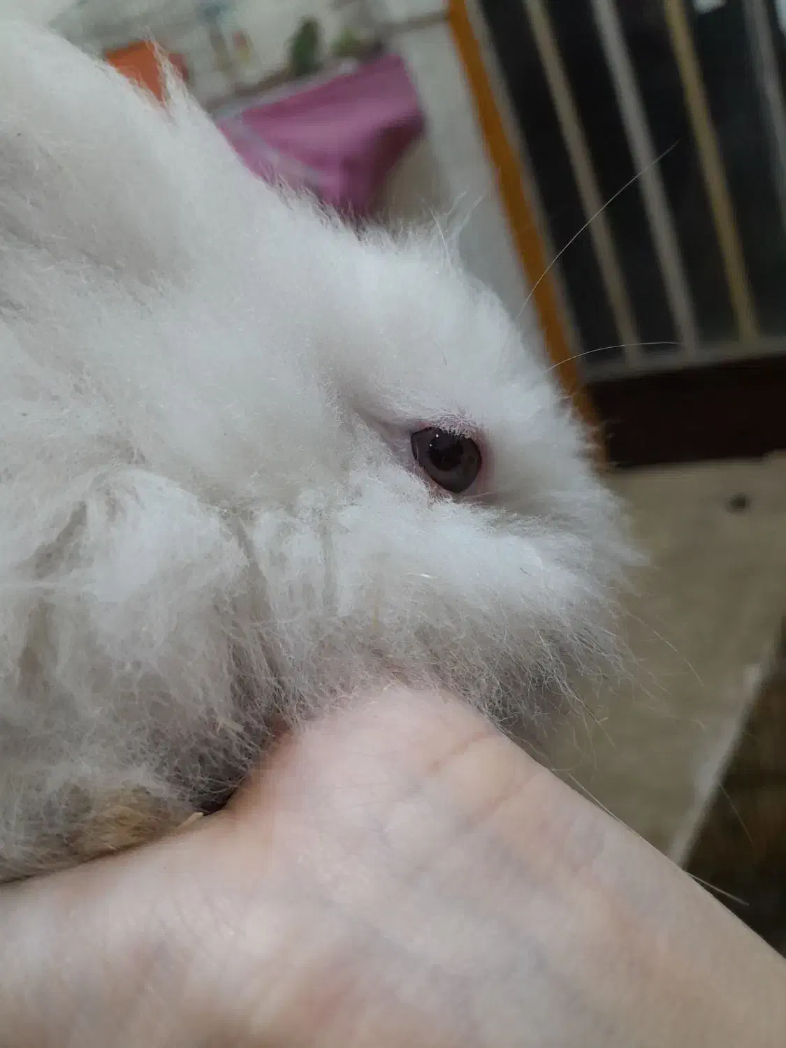 خرگوش کوچولولپ|موش و خرگوش|فومن, |دیوار