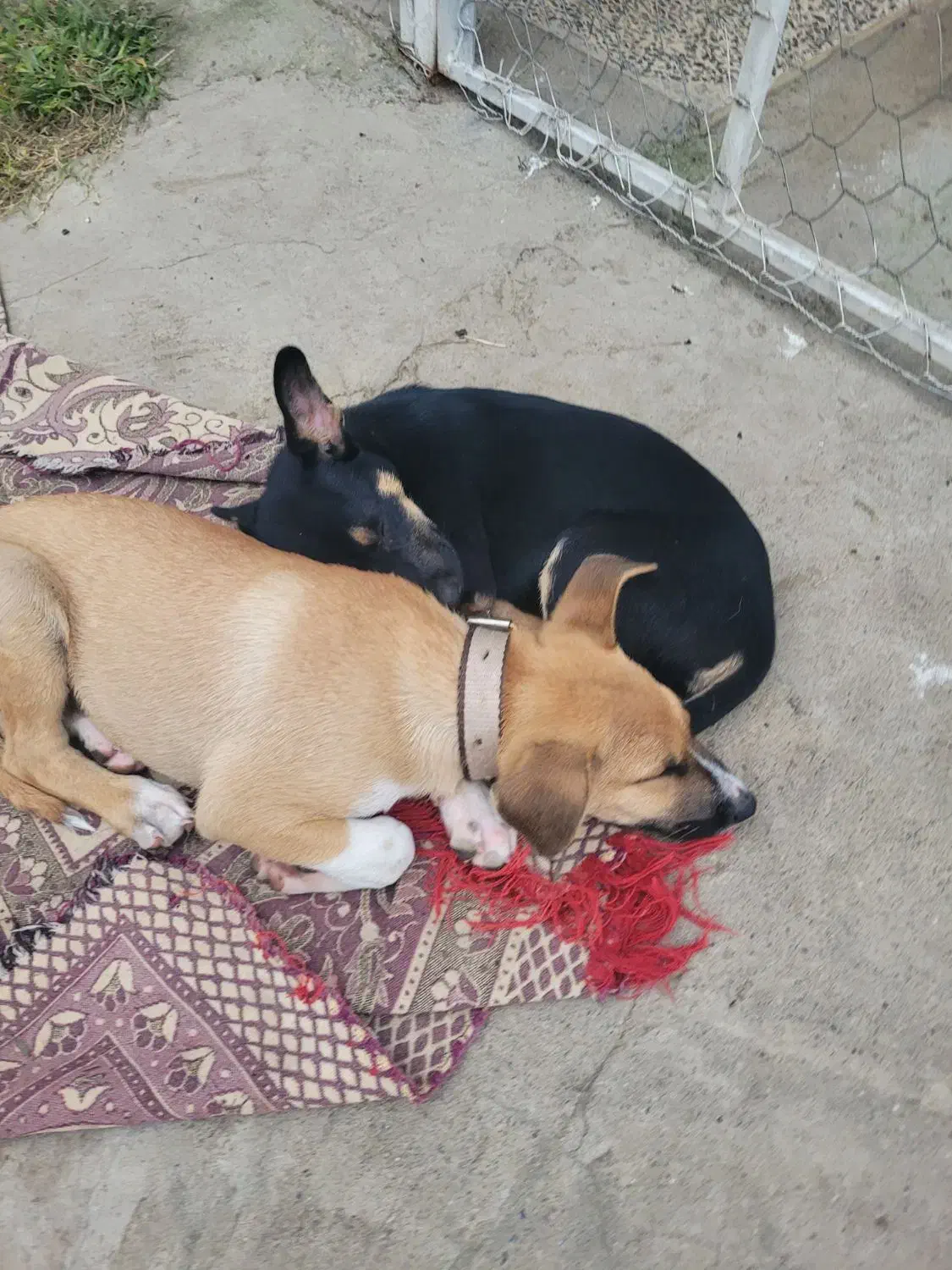 بچه سگ|سگ|ماسال, |دیوار