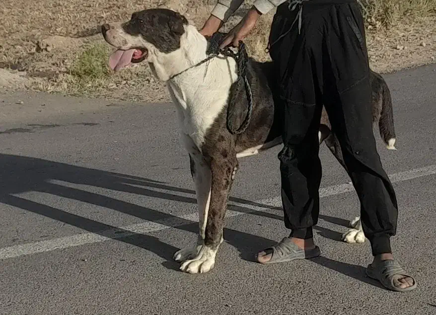 سگ افغانی|سگ|چناران, |دیوار