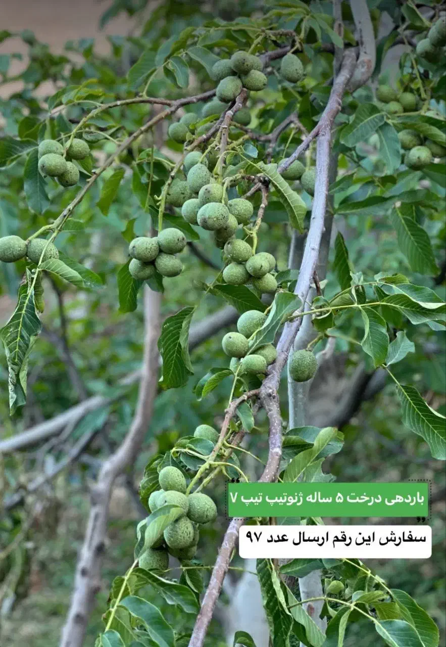 توزیع وعرضه انواع نهال گردو و بادام نهالستان غرب|خدمات باغبانی و درختکاری|گلپایگان, |دیوار