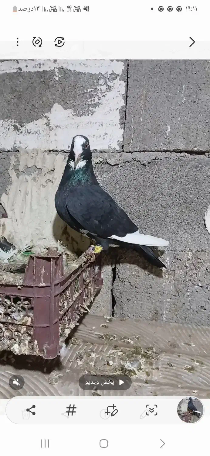 کبوتر دورگ|پرنده|شوش, |دیوار