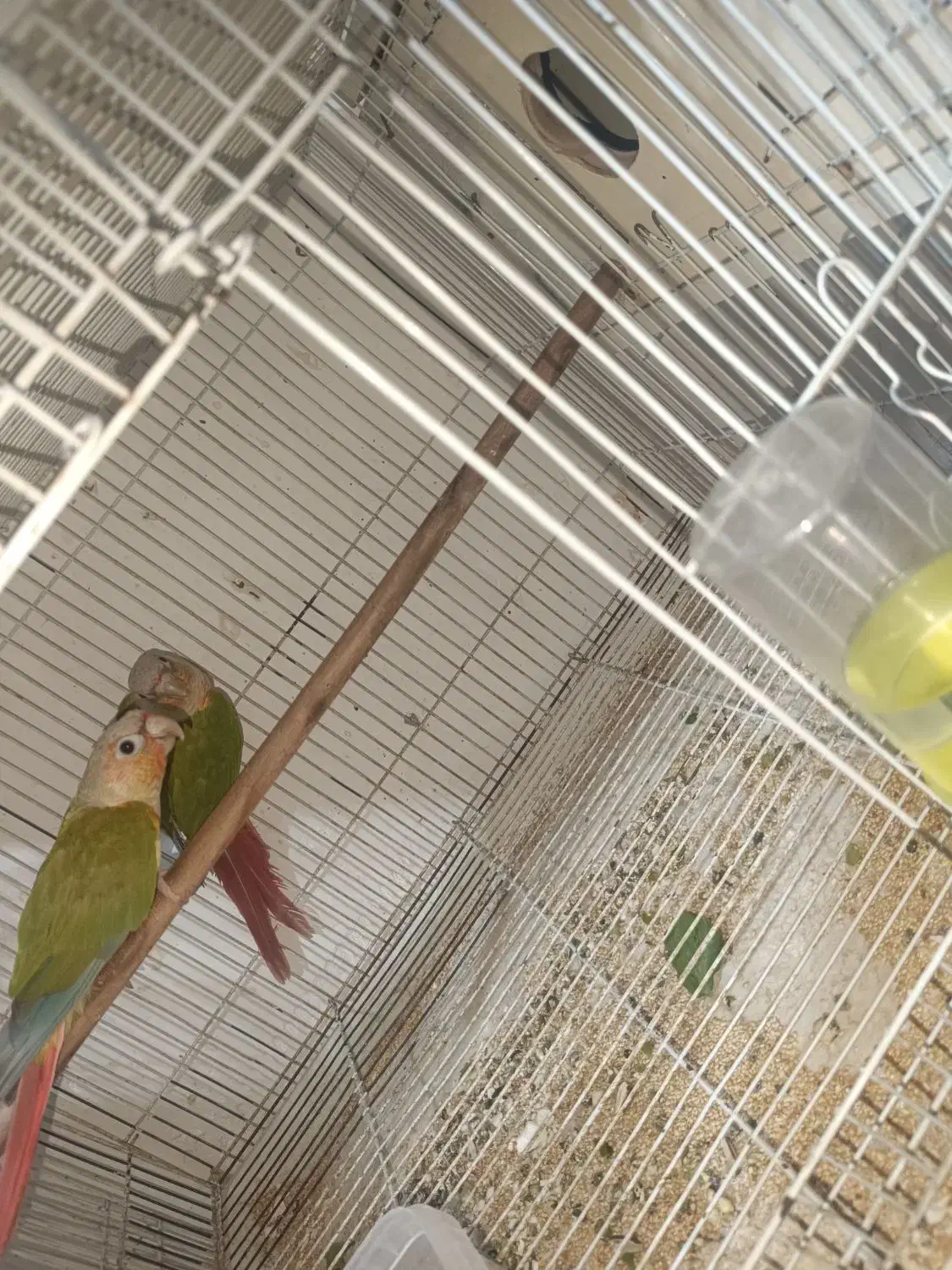 عروس هلندی مولد. کرنیچگ. بندر کنگ|پرنده|بندرلنگه, |دیوار