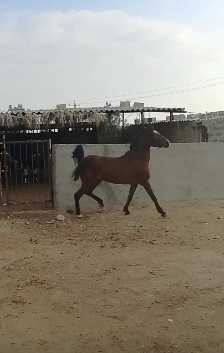 اسب درشور ترکی|اسب و تجهیزات اسب‌سواری|برازجان, |دیوار