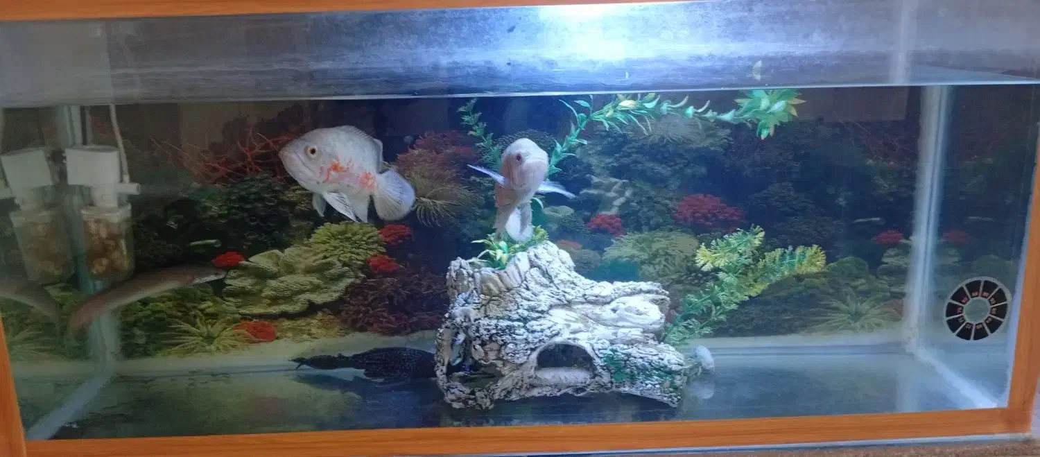 اکواریم یک متری اسکار|ماهی|سقز, |دیوار