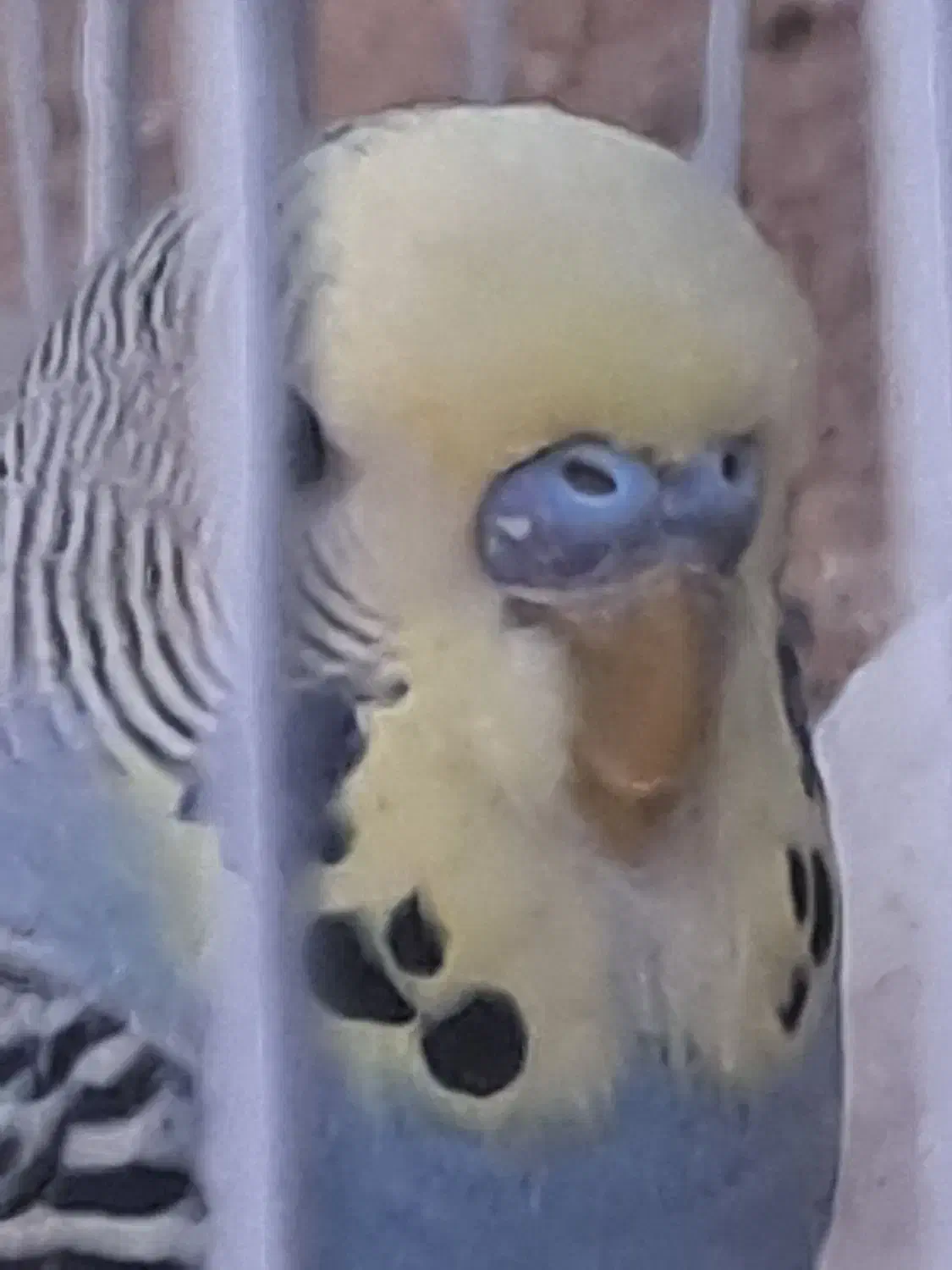 مرغ عشق|پرنده|قم, نیروگاه|دیوار