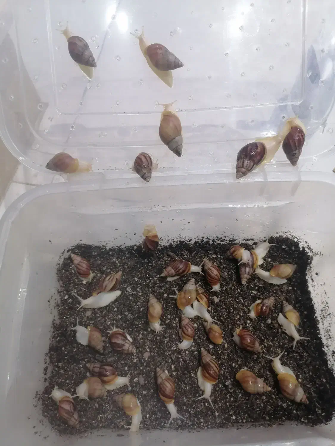 حلزون آلبینو|خزنده|نجف‌آباد, امام خمینی|دیوار