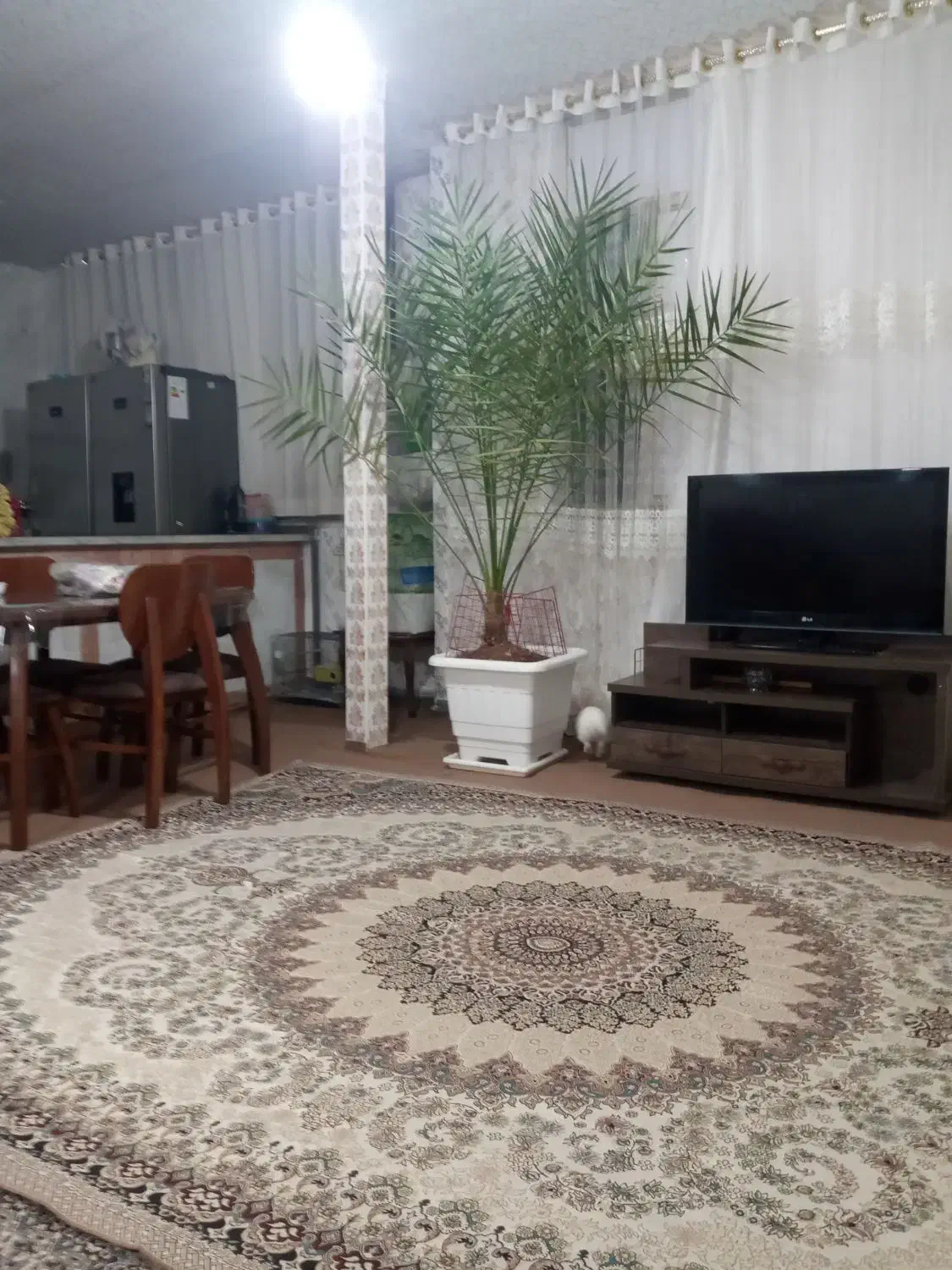 نخل ده ساله|گل و گیاه طبیعی|کرمانشاه, |دیوار