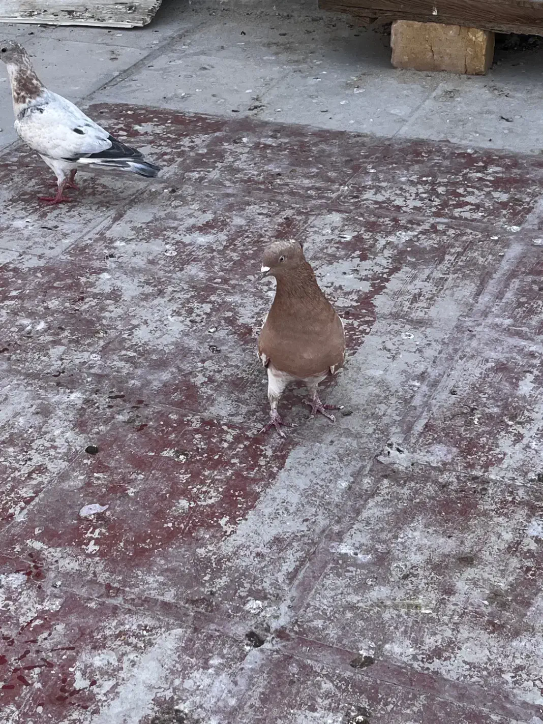 سرک سیاه|پرنده|شیراز, شهرک نیروی انتظامی|دیوار