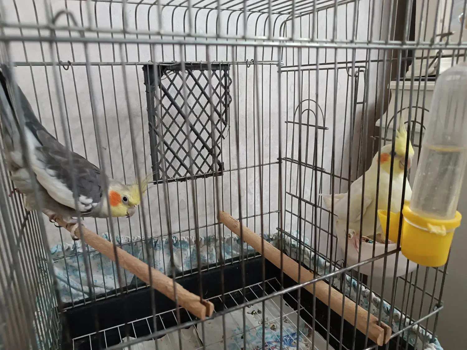 عروس هلندی|پرنده|خوی, |دیوار