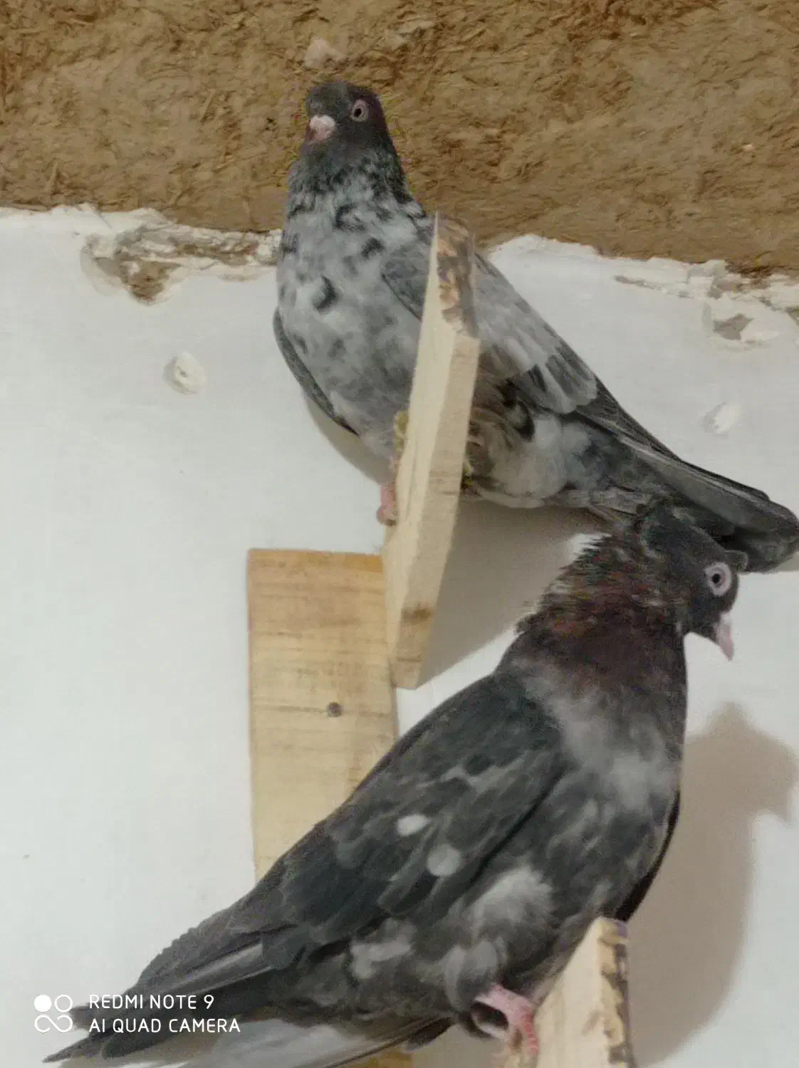 سرور|پرنده|مرودشت, سهل‌آباد|دیوار