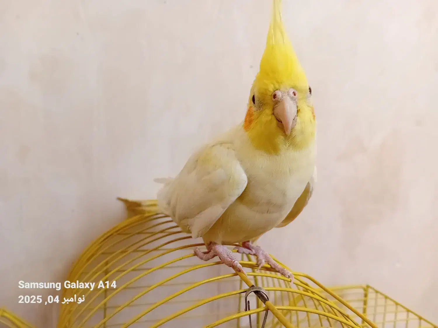 یک جفت عروس هلندی|پرنده|لالجین, |دیوار